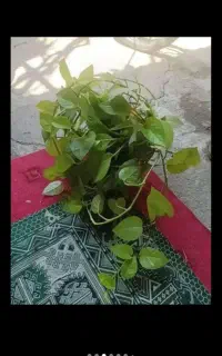 گل زینتی و آپارتمانی