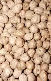 نخود درشت و تازه