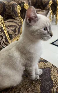 گربه بریتیش