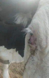 دوراس گوساله نر