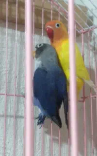 کوتوله برزیلی
