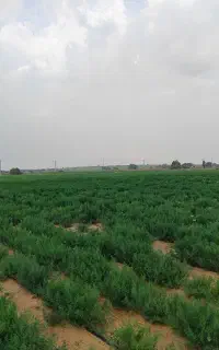 زمین جهت کشت