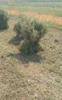 یونجه