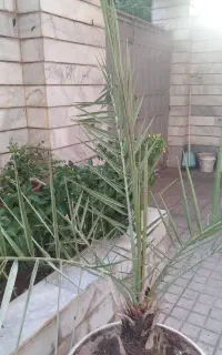 پالم نخل خرما