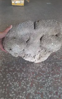 مرجان بزرگ آکواریوم