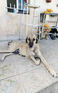 ماده پژدر اصیل