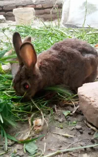 خرگوش با بچه ها