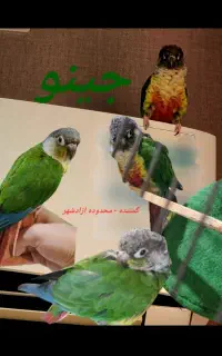 طوطی‌گرینچیک‌گمشده پرنده گمشده محدوده ازادشهر