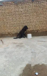 توله ماد قدریجونی ۸ماه