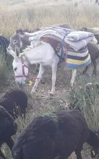 الاغ ماده کره نر گله ای