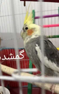 عروس هلندی گمشده