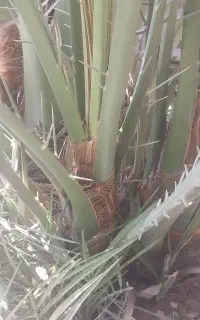 نخل برحی
