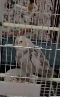 عروس هلندی گم شده