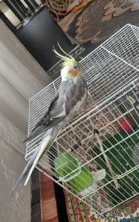 عروس هلندی  ابلغ