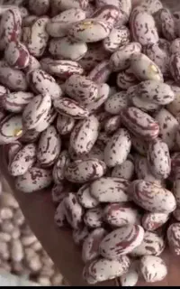 لوبیا چیتی