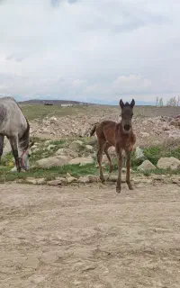 اسب مادیان با بچش