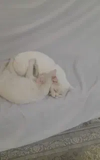 گربه خانگی