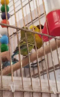 ۵ تا مرغ عشق نر وماده باقفس