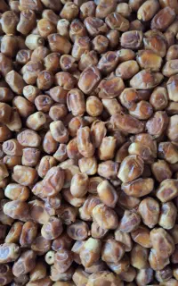 خرما خشک زاهدی