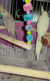 عروس هلندی