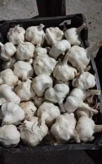 سیر