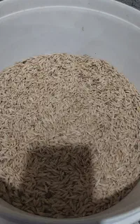 فروش  جو محلی  تمیز