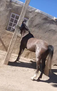 فروشی وبابره هم معامله میکنم فقط تماس پاسخگو هستم