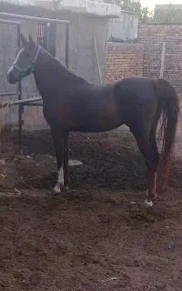 مادیان عرب درجه یک