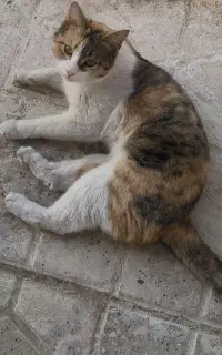 گربه گمشده
