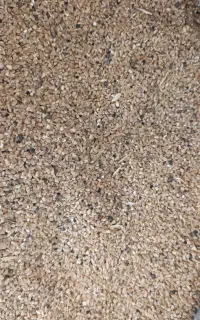 گندم شکسته