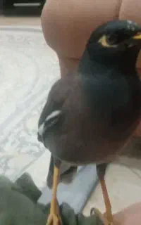 مرغ مینا سخنگو وسرحال ورام