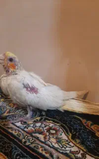 جوجه عروس هلندی