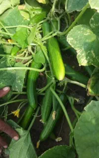 خیار بستان درجه یک و گوجه فرنگی مخصوص رب گیری