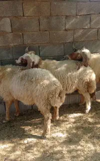 قوچ