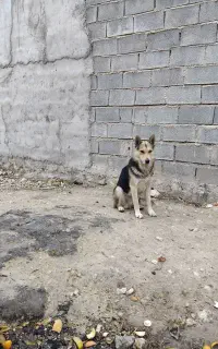 واگذاری سگ به ۱۰م تومان