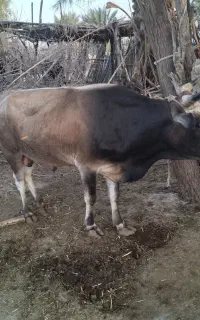 گاو