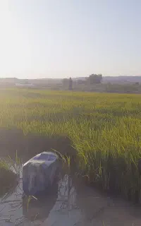 خزانه شالی طارم دم سیاه