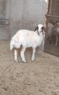 بره ماده