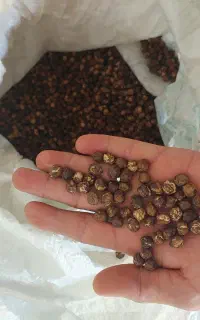 نخود بذری بوجاری شده درجه یک