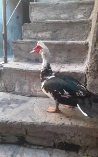 اوردک نر نژاد اسرائیلی درشت هیگل
