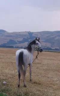 اسب نریان