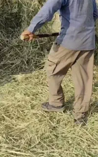 علف خرد شده