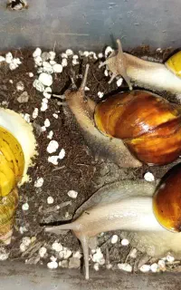 حلزون