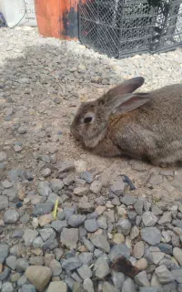 دو عدد خرگوش ماده