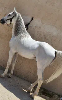 اسب نژاد کرد