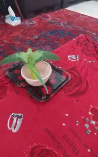 طوطی ملنگو سخنگو