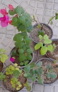 گل کاغذی رنگ صورتی موقعیت کاشمر