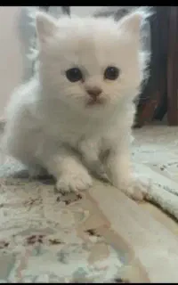 واگزاری یا نگهداری رایگان