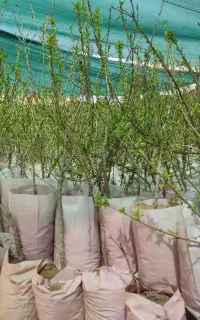 نهالستان پالیز دارای نهال ها بادام گلدانی و پربار