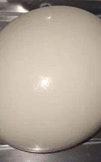 پوکه تخم شترمرغ